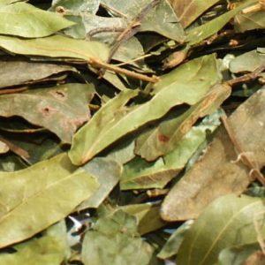 Bobinsana (Calliandra angustifolia)