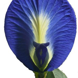 Clitoria Blue (Clitoria ternatea)